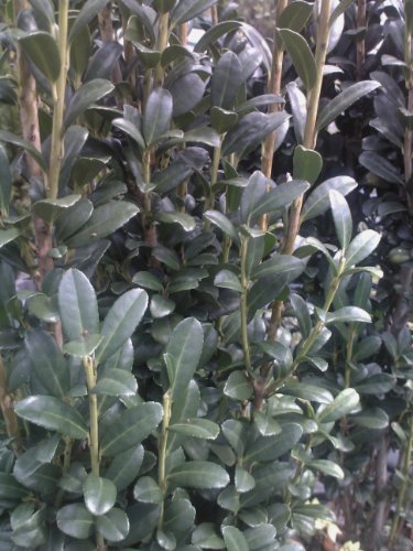 Ilex 'Sky Pencil' 4 inch pot by Sandys Nursery Online Ilex 'Sky Pencil' 4 inch pot by Sandys Nursery Online