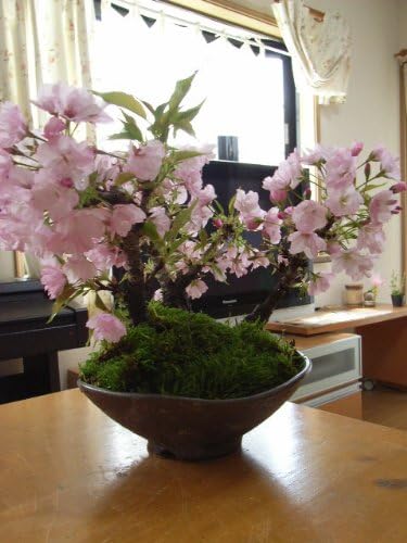 Amazon Co Jp お花見セット 桜の盛り合わせ さくら盆栽で 自宅でお花見 ホーム キッチン