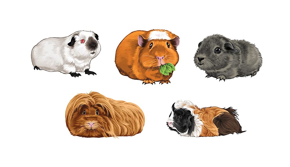 himalayan-guinea-pig-ubicaciondepersonas-cdmx-gob-mx