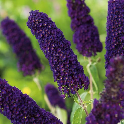 Garten Schlüter - Schmetterlingsflieder Black Knight - Sommerflieder (Buddleja) Pflanze in dunkel-violett, lila halbschattig und winterhart - Flieder-Strauch Garten Schlüter - Schmetterlingsflieder Black Knight - Sommerflieder (Buddleja) Pflanze in dunkel-violett, lila halbschattig und winterhart - Flieder-Strauch