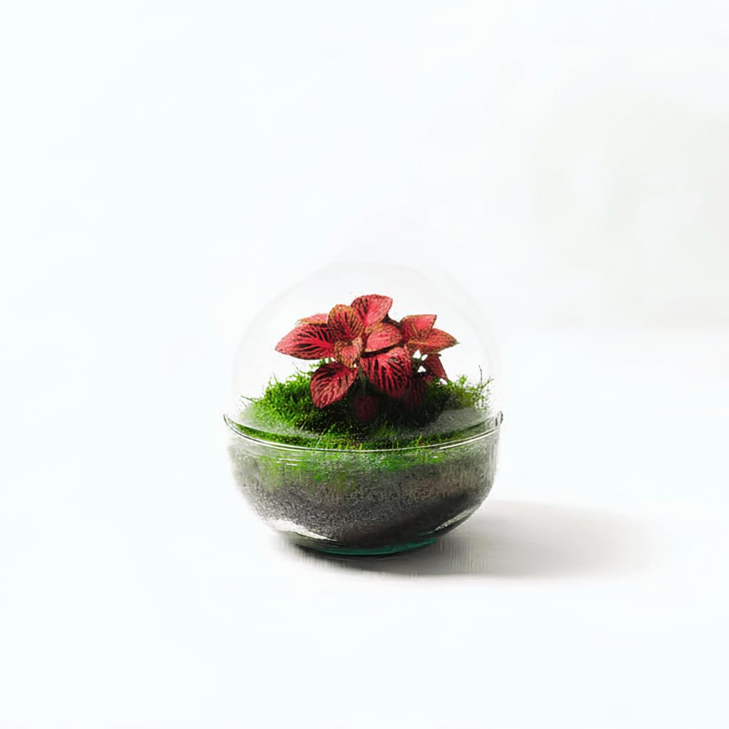 Terrario Plantas Cristal - Micro Cúpula con Fittonia | Jardin Eterno en Cristal o Ecosistema Cerrado | Ideal para Decoración Hogar | Terrarios Autónomos | Pequeño, 12 cm x 12 cm
