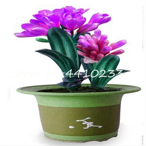 Seed 100 Pcs Mixed Clivia Rare Rainbow Clivia Flower Potted Plants Dedicated Windowsill Perennial Flower Home Garden Plant - (Color: b) Seed 100 Pcs Mixed Clivia Rare Rainbow Clivia Flower Potted Plants Dedicated Windowsill Perennial Flower Home Garden Plant - (Color: b)