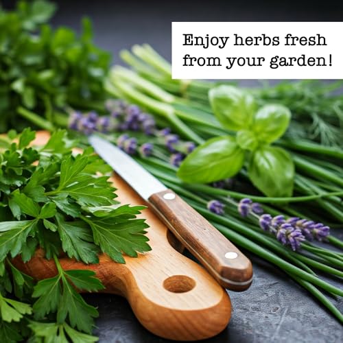 Image of Ferry-Morse Herb Plants - Organic Kitchen Herb Seeds Variety Pack Mint Seeds, Basil Seeds- 6 Pack - GMO Free