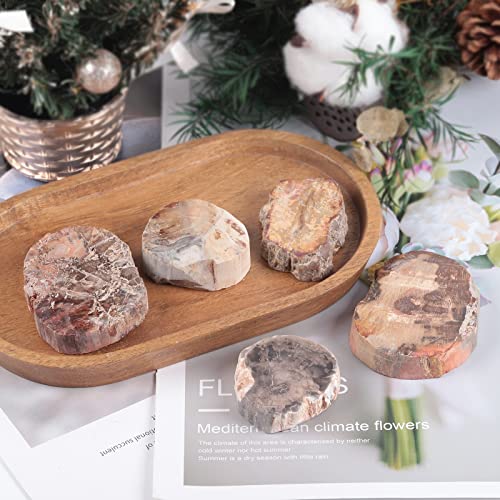 Image of Amogeeli Natural Petrified Wood Slice Stone Specimen for Collection, Irregular Mineral Crystal Decoration for Home & Office, Small