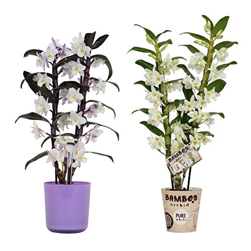 Numero di germogli: 2 Orchidea da BAMBOO ORCHID – 2 × Bambù orchidea in vaso viola come set – Altezza: 50 cm, 2 germogli, Fiori viola-bianchi – Dendrobium Nobilé