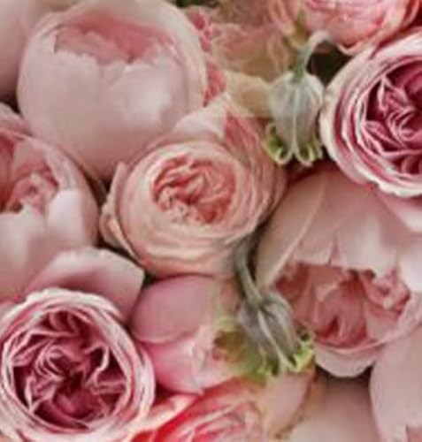 季節の花束 (100B Romantic)