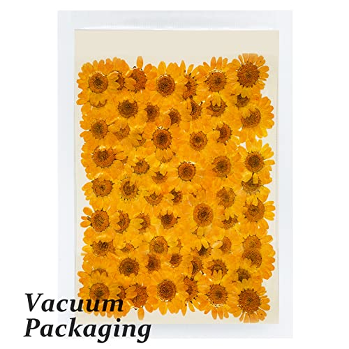 Flores secas prensadas Daisy naranja 60 piezas miniatura 3