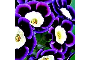 1000 Pcs Scarce Rare Blue Phantom Petunia Flower Seeds