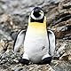 Petface Planet Panuk The Penguin Plush Dog Toy