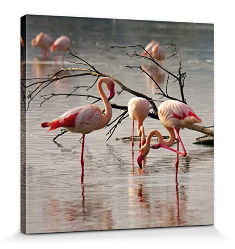 1art1 Flamants Poster Impression sur Toile Flamants Roses dans Un Étang en Camargue Affiche Murale XXL Encadrée | Tendue sur Cadre en Bois | Tableau 40x40 cm