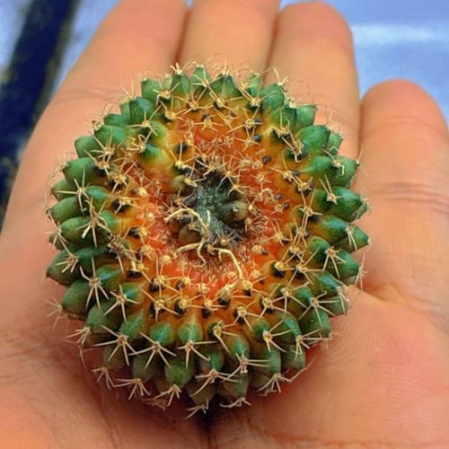 Z168��̂Ђ�T�C�Y �T�{�e�� �΂ƃI�����W���O�ԉ���