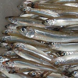 Amazon 業務用 わかさぎ 1kg 80 90尾 業務用 Fbクリエイト 鮮魚 通販 Amazon 業務用 わかさぎ 1kg 80 90尾 業務用 Fbクリエイト 鮮魚 通販