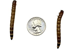 Kingworms Alive: Superworms Feed Reptiles, Fish, Poultry