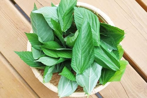 2000+ Seeds Egyptian Spinach, Jute Plant, Corchorus Olitorius Molokhia, Ewedu, Jute, Saluyot Seeds, Rau Đay Xanh, Green #TOP5