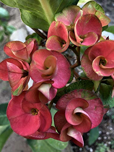 Trublu Supply Giant Red Hot Pink Crown Of Thorns Euphorbia Milii In 4” Pot Live Succulent Plant, Crownt #TOP3