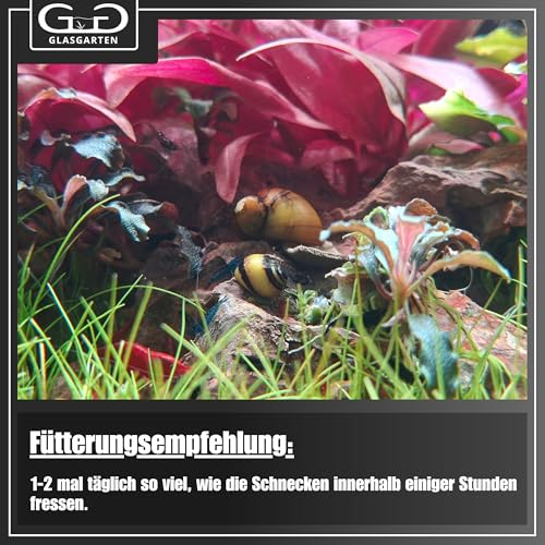 GlasGarten Snail Dinner | 27g – Premium Schneckenfutter, Hauptfutter für Süßwasser-Schnecken, aus 100% natürlichen Zutaten gepresst, schonend getrocknet