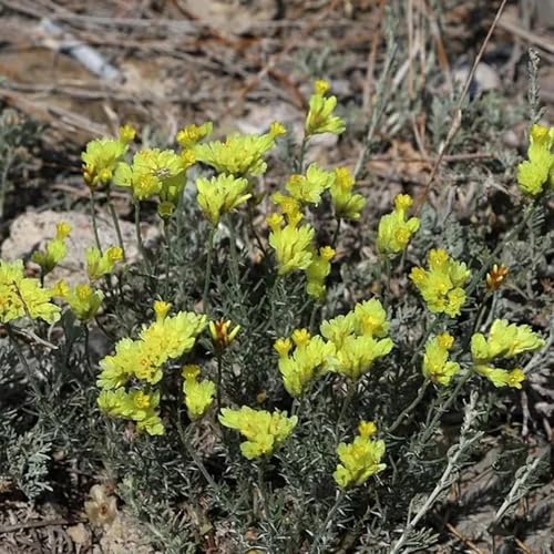 Semillas de lavanda marina - productos sostenibles Limonium sinense, resistentes de exterior semillas de mariposas regalos de jardín para mujeres 120pcs