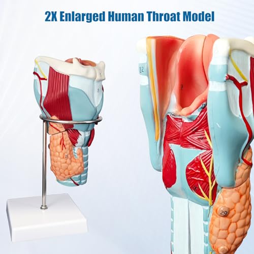 Image of 2X Enlarged Human Throat Model,5 Parts Human Larynx 3D Anatomy Model Laryngeal Muscles Cavity Bone with Labeled Numbered Product Manual Card and Removable PVC Base for Medical Education Study