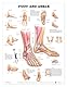Foot and Ankle Anatomical Chart