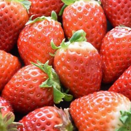 訳あり いちご 1kg[2025年12月上旬発送開始](茨城県共通品:大子町) 苺 果物 フルーツ 果実 ご家庭用