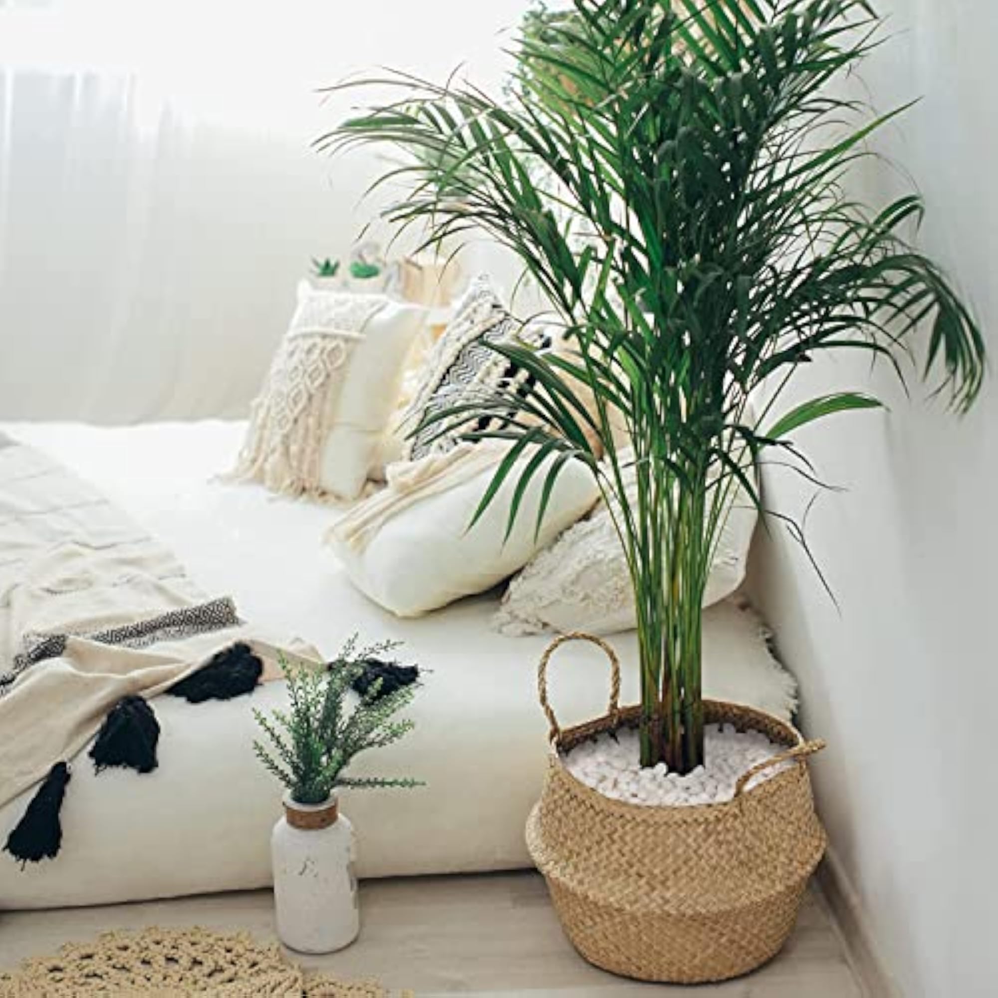 Natural White Polished Rodi Pebbles for Terrarium Decoration