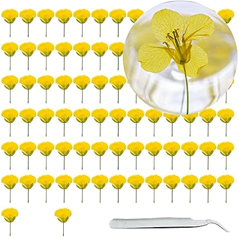 Cayway 80 PCS Natural Dried Pressed Flowers Cover