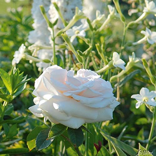Edelrose Meilland Schloss Ippenburg in weiß-apricot-rose - Duftrose winterhart - Rosen-Blüte in weiß-apricot-rose - Rose stark duftend im 5 Liter Container von Garten Schlüter - Pflanzen in Top Qualit