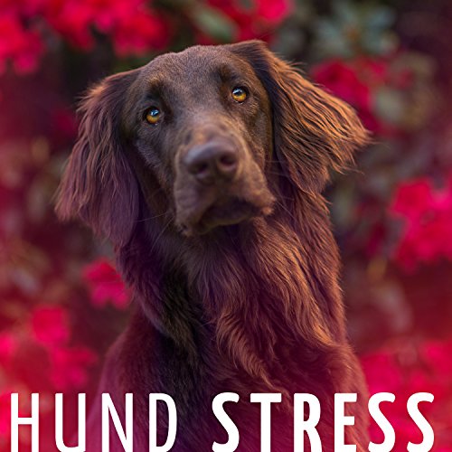 Musik Für Hunde Gegen Angst Amazon Music - Entspannungsbad MusikのHund stress: die perfekte