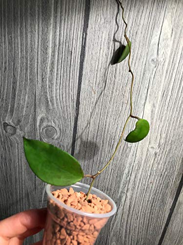 (?) Hoya/Dischidia Membranifolia - Rare !!!