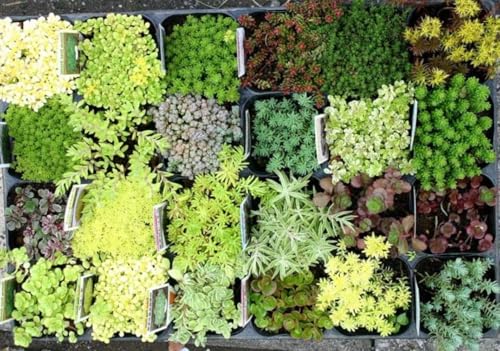 [World Fantasy Garden] cZbg A Z_ XebvXg[^Cv 12i 12cZbg 3 y񂹁z WFG N OhJo[