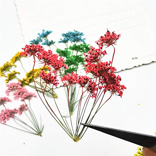 image for Ximkee 6pcs Tiny Natural Real Pressed Dried Flower for DIY Craft Jewel