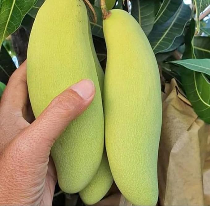 Oxygeen Grafted Banana Mango Live Plant Banganapalle Mamidi Mangifera Indica Aam Amba baromasi Mankani Plant Grafted Healthy Live Plant Pack of 1 (Without Pot)
