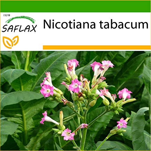 SAFLAX - Tabaco de Virginia - 250 semillas - Con sustrato estéril...