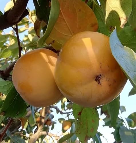 Albero Kako Mela - Età 3 anni