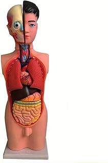 Study Model Skeleton 45Cm Juvenile Human Body Anay Model Internal Organs Human Anay Anaical Model for Teaching Resources SaiFei