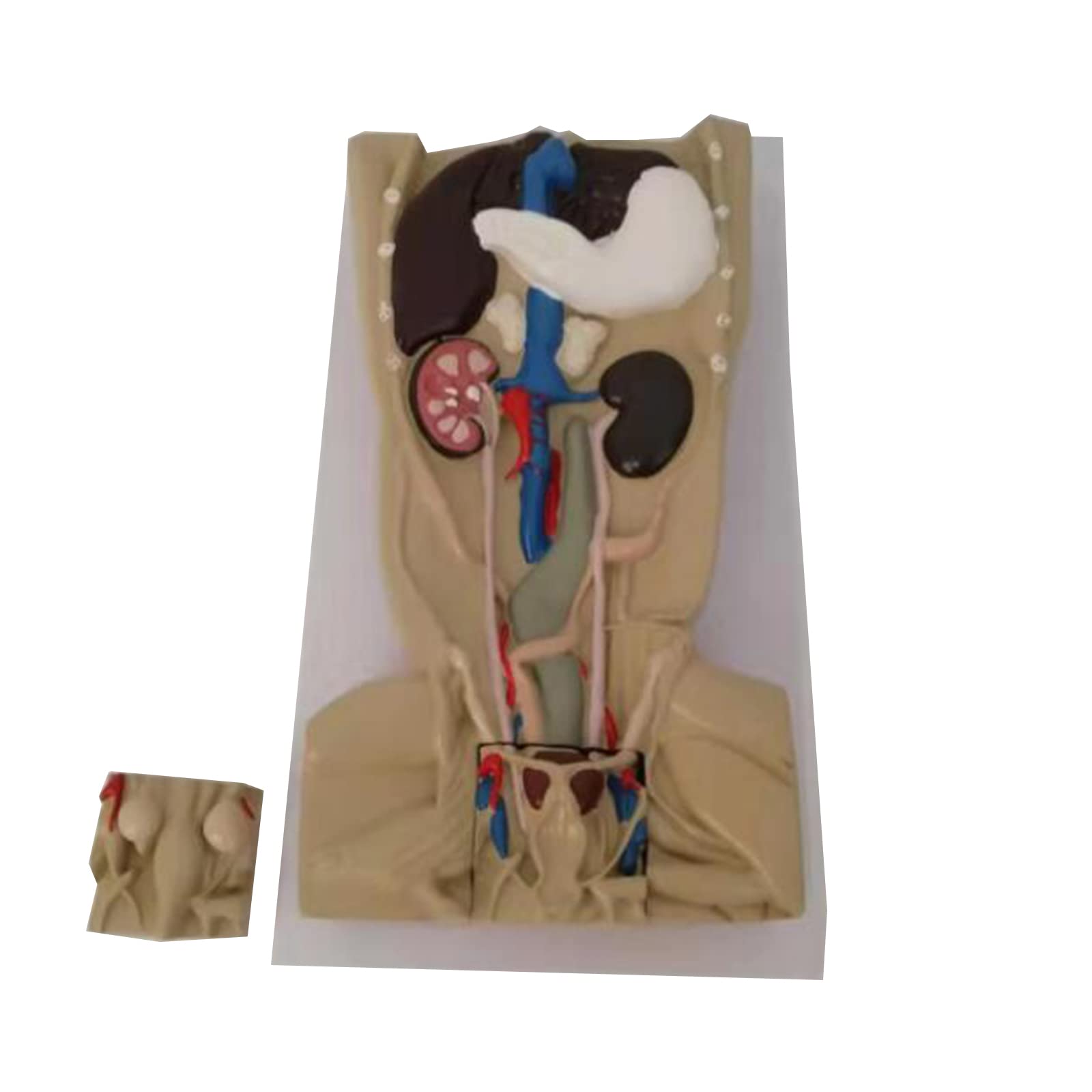 Buy Canine Urinary System Model Canine Kidney Stone Model Dog