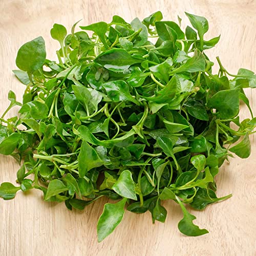 Gaea's Blessing Seeds - Curled Cress Seeds (3.0G) - Non-Gmo Seeds With Easy To Follow Planting Instructions - Heirloom Garden Cress - Pepper Cress - 93% Germination Rate #TOP5