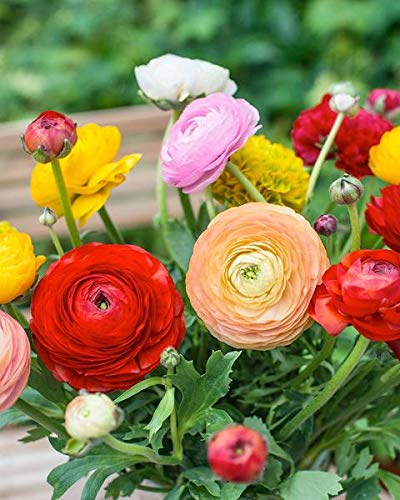 Radha Krishna Agriculture Ranunculus Spring Mix Color Flowers Pack of 2 Bulbs for Your Beautiful Garden.