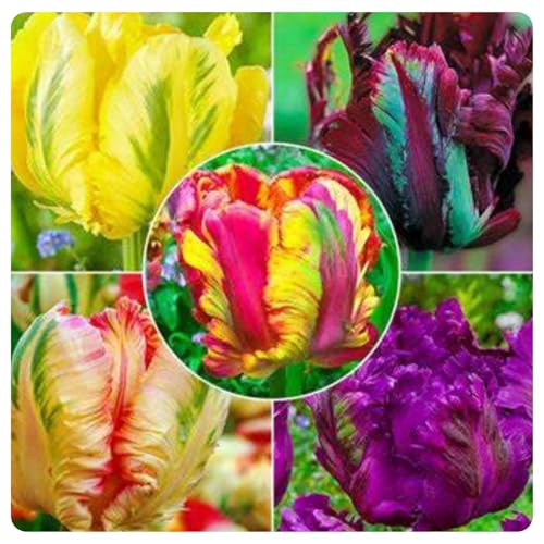 Tulpen Mix Winterharte Mehrjährig Heimdekoration Tulpen kaufen Verschönern die umwelt Gartenschätze Starke Anpassungsfähigkeit.-4rhizome-E