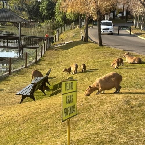 『“Si no respetan a la naturaleza ¿para qué quieren vivir acá?” dice Nora Nouche, vecina de Nordelta y abogada』のカバーアート