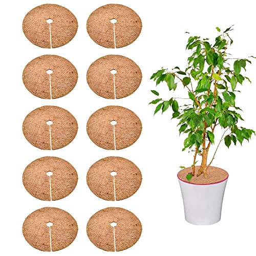 Top 10 Mulch For Potted Plants of 2022 Katynel