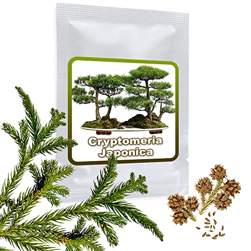 20 Semillas de Pino Cryptomeria Japonica (cedro japonés)   cultivable como árbol o bonsái