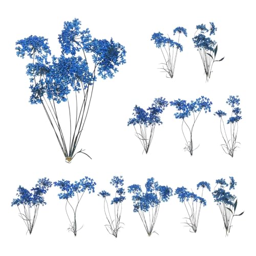 Flores Secas Naturales Prensadas para Manualidades 12 Pzs miniatura 1