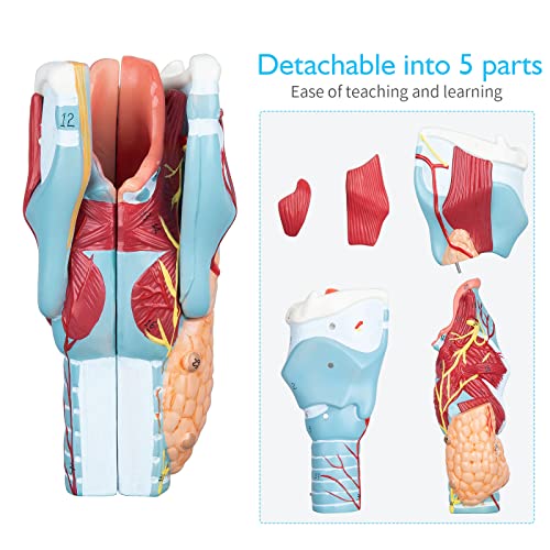 Image of Larynx Model - Anatomically Accurate Throat Model 2X Enlarged Pharynx Model Scientific Anatomy Model of Human Larynx