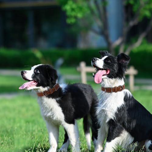 Hundehalsband aus echtem Leder, strapazierfähiges Hundehalsband mit stabiler Metallschnalle, dickes Halsband für Spaziergänge, Wandern, Training, Jagd (M