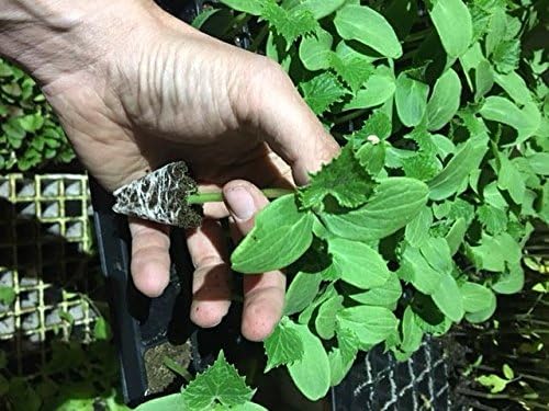 PLANTER CUCUMBER 12 UNITS