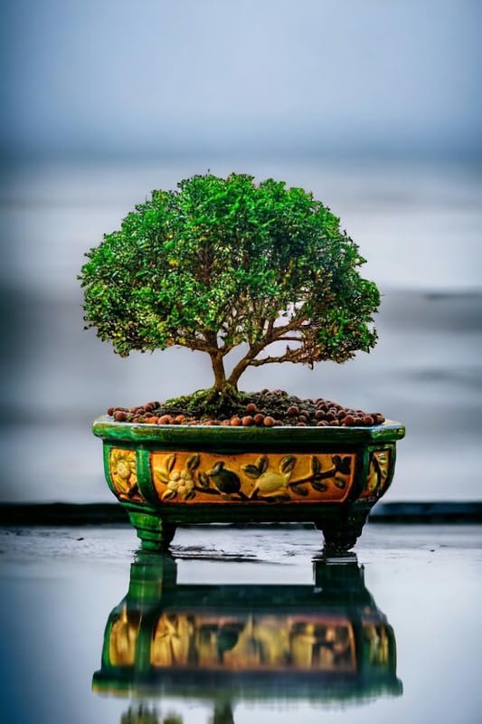 Oxygen plants for office desk,Table Kamini Bonsai Plant Live A Table Display of Home Beauty" Oxygen Live Plant For Indoor Home Dacoration With Pot
