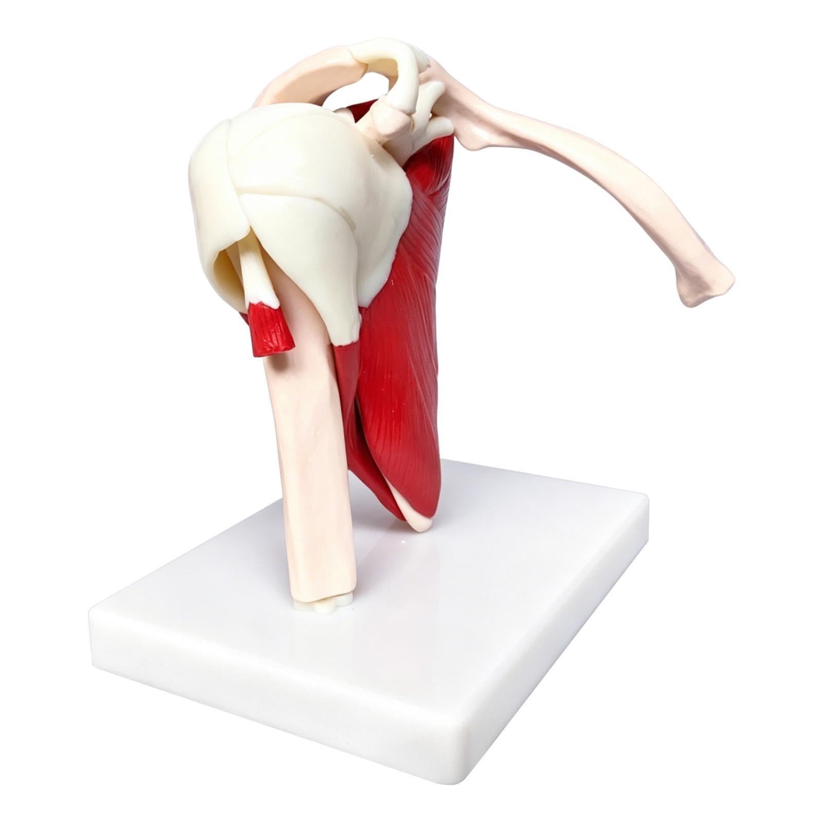Modelo para articulación del hombro Ayuda Anatómica de Aprendizaje PVC | Modelo De Articulación Del Hombro Musculado Para médico, hombres, mujeres, niños, niñas, jóvenes, adolescentes, hijo, hija,