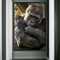 Framed Canvas Wall Art Monkey Animals Expressive Farmhouse/Country Living Room Monkey Multicolor Photography - 16x24 inches