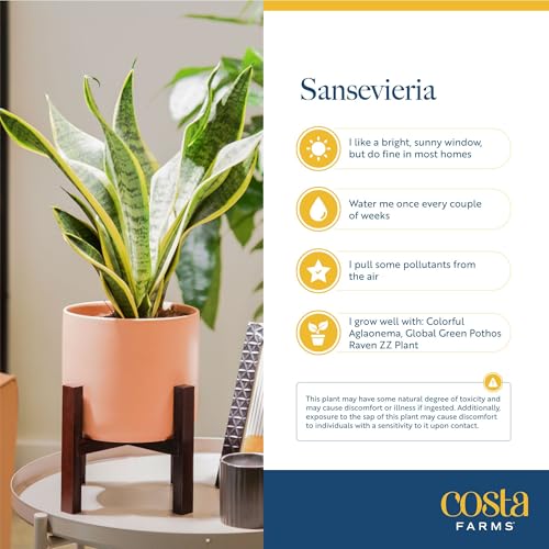 Image of Costa Farms Snake Plant, Live Plant in Decorative Pot, Easy to Maintain, Air Purifying Succulent Indoor Houseplant Assorted Variety, Home, Room, or Office Decor, 12-20 Inches Tall